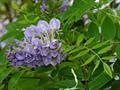 American wisteria
